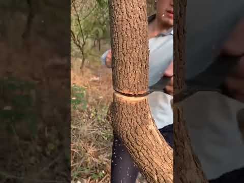 با زنجیر درخت قطع کن تهران ایران