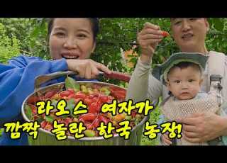 Laotian Wife Amazed By Korean Farm Sweet Berries Giant Tree