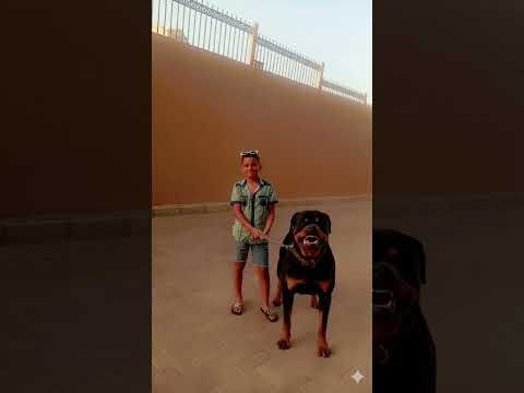 وشوش مفبركه