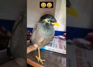 Maina Bird