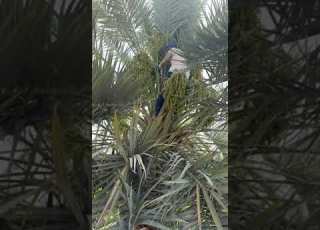  ابن زيد ـ صنف المجناز