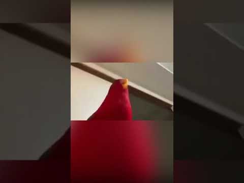 Cannon Ball Birb