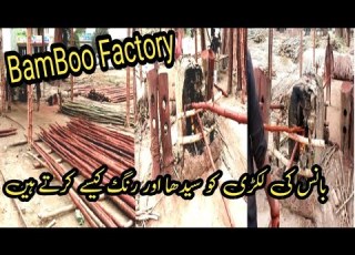 Bamboo بانس Ko Straight Kesy Krty Hein Bamboo Buisness Bamboo Factory Visit Labour Work