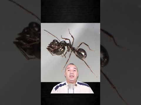 رائحة الموت عند النمل من عجائب وغرائب عالم النمل