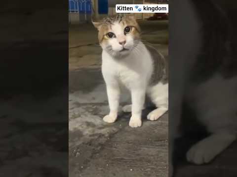 المشهد المحذوف من خناقة الصاوي وجمعة شاهد للآخر كل اللي اعتقال اشاعات الصاوي وجمعة اخوات Ai