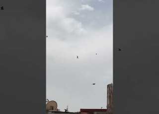 شاهد النورس يهاجم الحمام