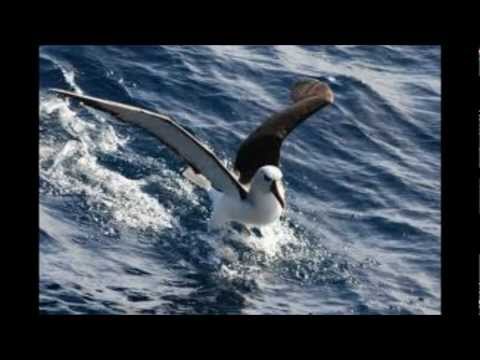 Fleetwood Mac Albatross 1968