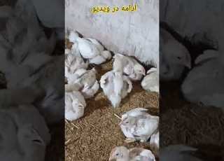  پرورش مرغ گوشتی از روز اول تا پایان تست دان و آموزش مرغداری دان هوش Donhoosh