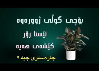 ئێستا بۆچی گوڵ توشی زۆرترین كێشە دەبێت چارەسەر چیە زۆر گرنگە گوڵ گوڵی ژورەوە چاندن Rahelaziz