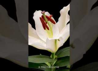 White Lily Flower Blooming Time Lapse Shorts