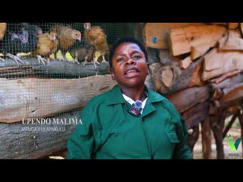 UPENDO MALIMA MFUGAJI KUTOKA ULYANKULU TABORA UPENDO MALIMA MFUGAJI KUTOKA ULYANKULU TABORA