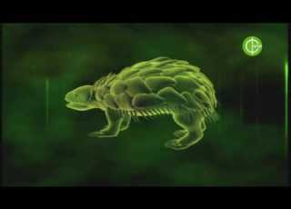 FAUNA On Amos 2 3 At 4 0 W