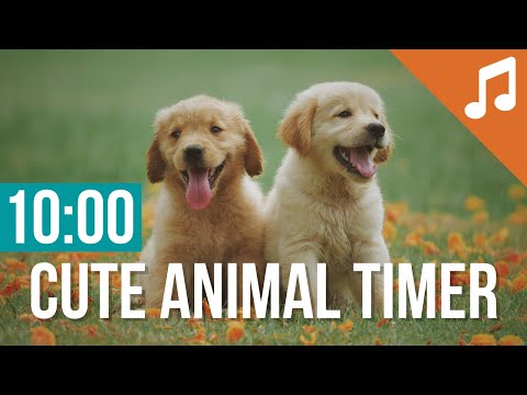 10 Minute Timer For Classroom With Music Cute Animal Countdown For Kids