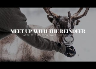  Meet A Reindeer Up Close In Sweden