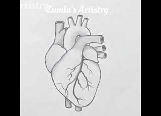  How To Draw A Human Heart Easy Anatomy Diagram With Labels Human Heart Drawing