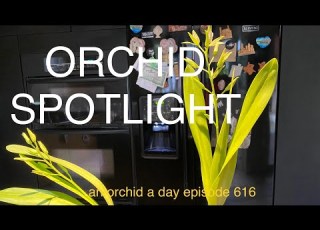 AN ORCHID A DAY EPISODE 616 ORCHID SPOTLIGHT ENCYCLIA BRASSAVOLAE X ENCYCLIA RADIATA Orchidhybrid