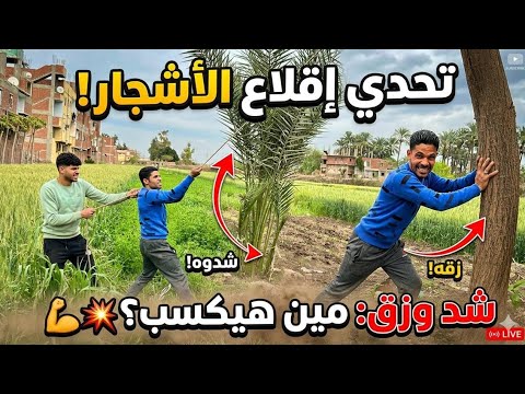 مكناش متخيلين إن ده اللي هيحصل لما حاولنا نشيل الشجرة