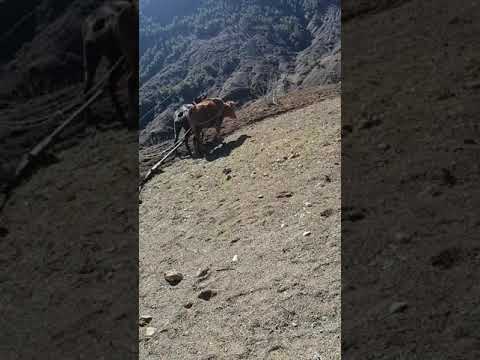 Tilling The Earth With The Cow And The Mule حرث الارض بواسطة البقرة و البغل