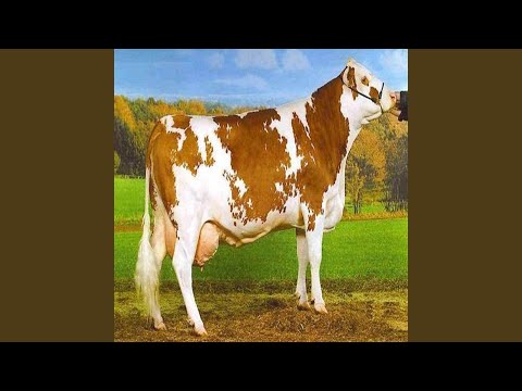 يابقرة صبي لبن