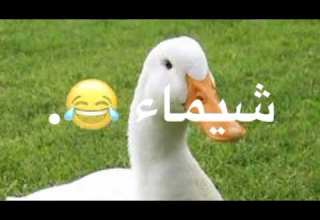 شيماء لالالا شيماء شوشو