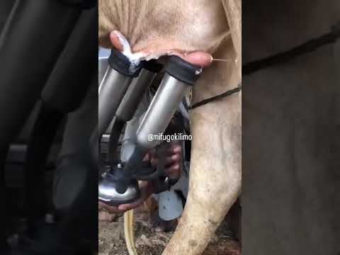 TUNAUZA MASHINE YA KUKAMULIA NG OMBE MAZIWA WE ARE SELLING COW MILKING MACHINE