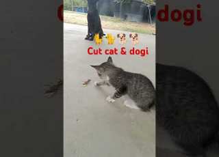 Part 14 Cut Baby Cat Please Subcribe My Channole Suport Me Gusy