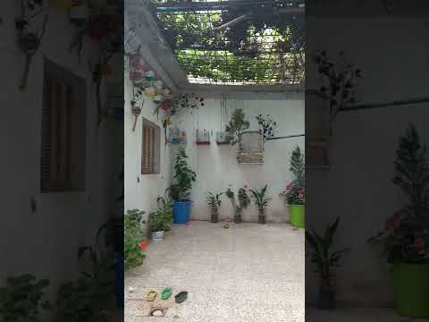 محمية طيور بسيطة في المنزل A Simple Bird Sanctuary At Home