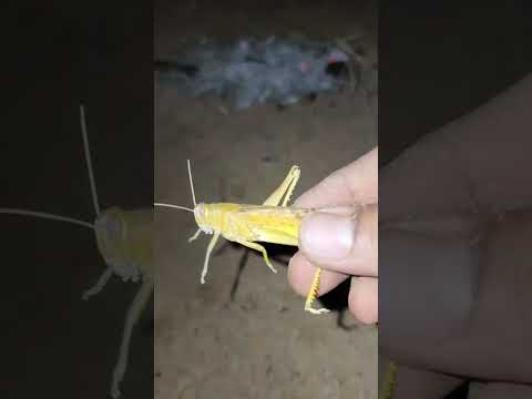 طريقة ذبح الجراد