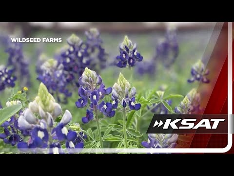 Texas Wildflower Season Faces Challenges After Years Of Drought