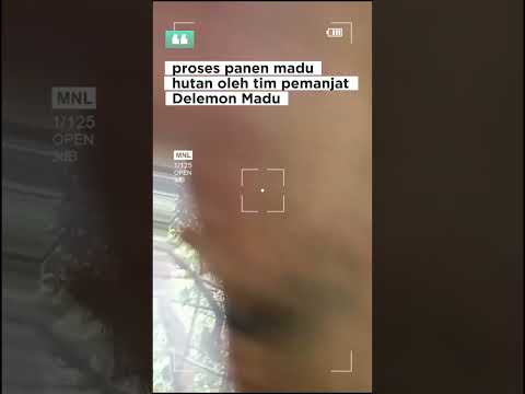 Harvesting Honey 14 March 2026 Bee Honey Honeybee Honeycomb Honeybees Honeybeesting