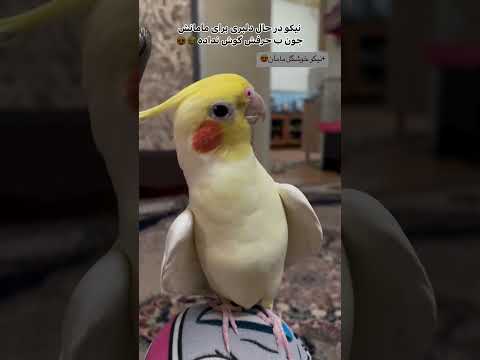 نیکو عروس هلندی سخنگو