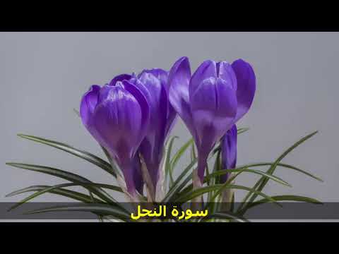 سورة النحل الشيخ حسن صالح صوت ملائكي Surat Al Nahl سورة النحل الشيخ حسن صالح صوت ملائكي Surat Al Nahl