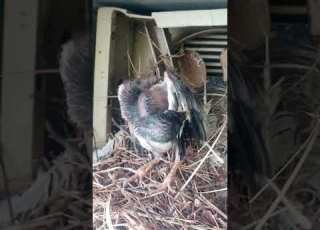 Myna Bird SECRETS Revealed