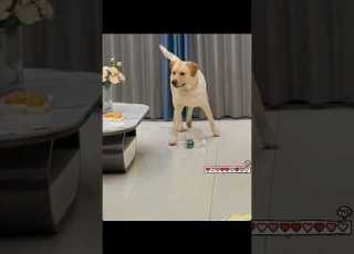 Owner Hides From His Yellow Lab The THIS HAPPENS Yellowlab Dogbreed Yellowlabs Dogbreeds