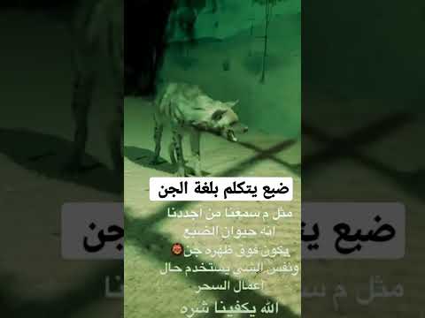 ضبع يتكلم بلغة الجن