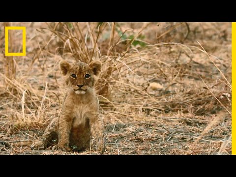 This Little Lion Cub Is A Heavy Burden On His Tribe