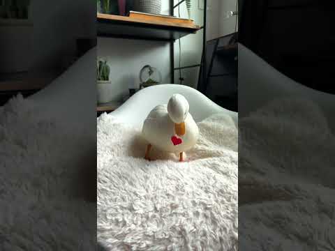 Happy Valentine S Day Shorts Petduck