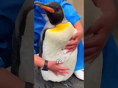 Warum Darf Man Pinguine Nicht Streicheln