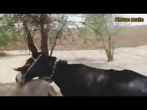 DONKEY MATE SO CRAZY