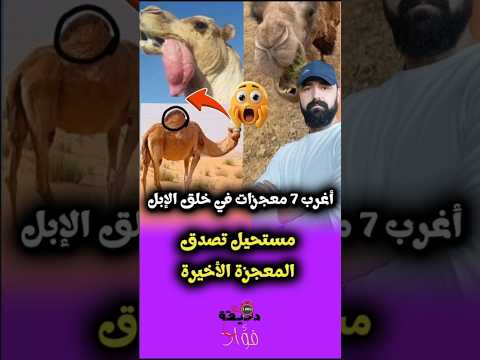 The 7 Strangest Miracles In The Creation Of Camels You Won T Believe The Last One Viral Camel The 7 Strangest Miracles In The Creation Of Camels You Won T Believe The Last One Viral Camel