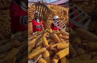 Rural Farmer 5078