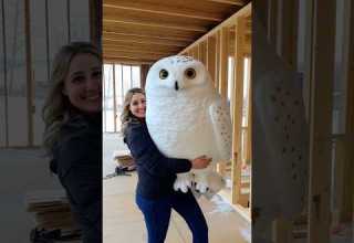 Huge Snowy Owl Snowyowl Owl Cute Bird Animals