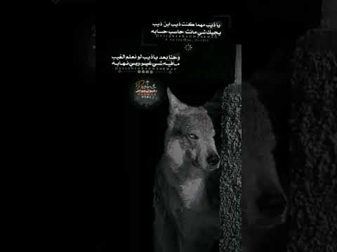 يا ذيب مهما كنت ذيب ابن ذيب يجيك شي مانت مانت حاسب حسابه