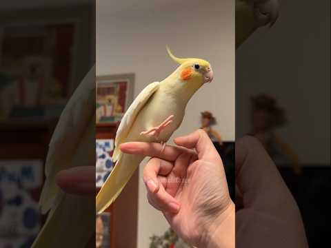 If You Are Happy And You Know It Biu Biu Cockatielscraze Birdsinging Cutepets