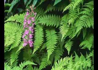 Ach Bakkak Ya Nouwara