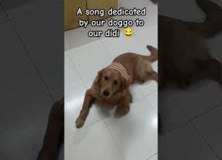 Maid Vs Dog Goldenretriever Viralshorts Trending