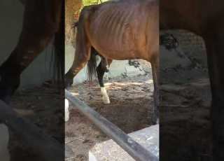 Horse Peeing Horsetoilet Shorts Viral Horse