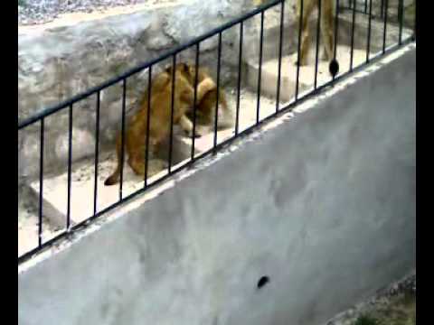 حديقة الحيوانات البلفدير تونس 1