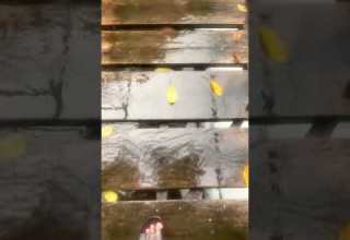 Walking Through A Wooden Bridge With Nature Sound Of A Loud River Flowing