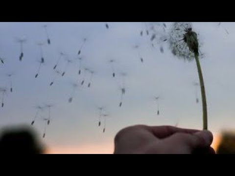 صوت الرياح الراحة النفسية